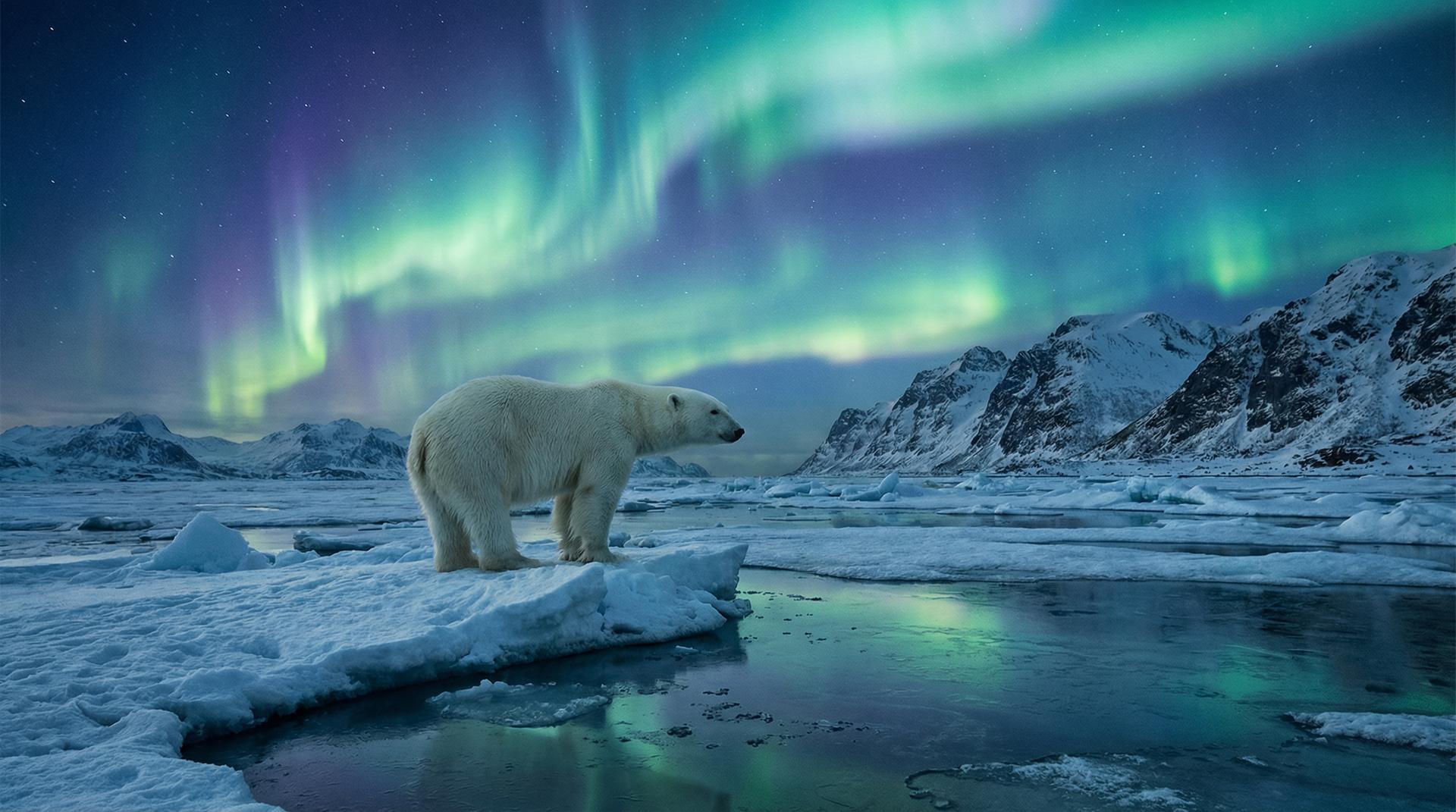 日本三级北极熊视频